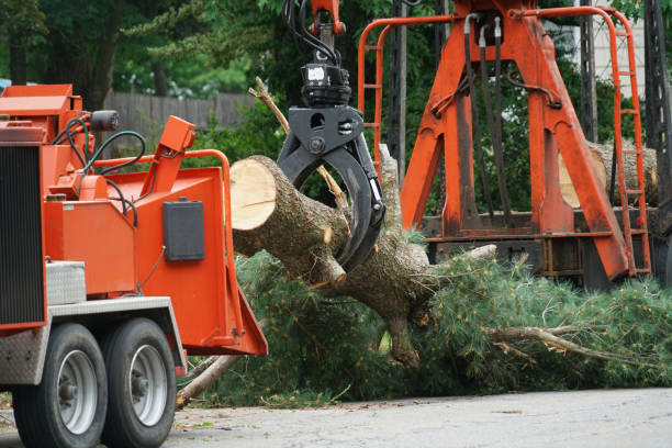 Charles Town, WV Tree Service Company